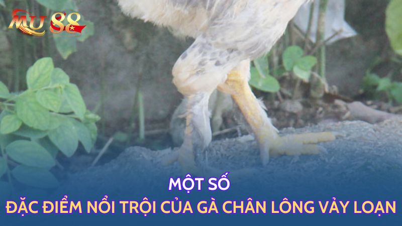 Một số đặc điểm nổi trội của gà