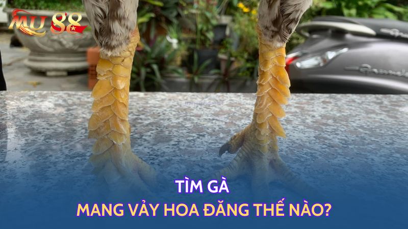 Tìm gà mang vảy hoa đăng thế nào?